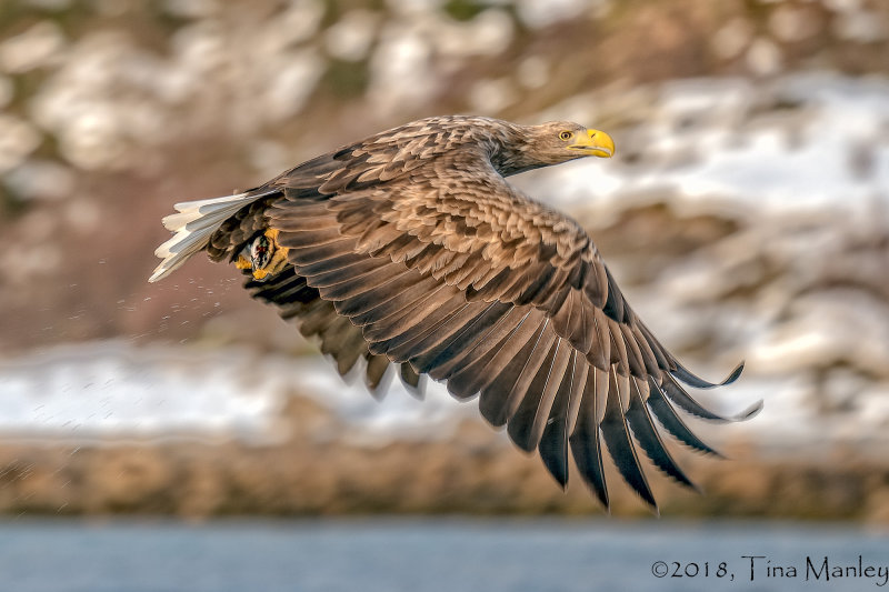 Sea Eagle, Launching!