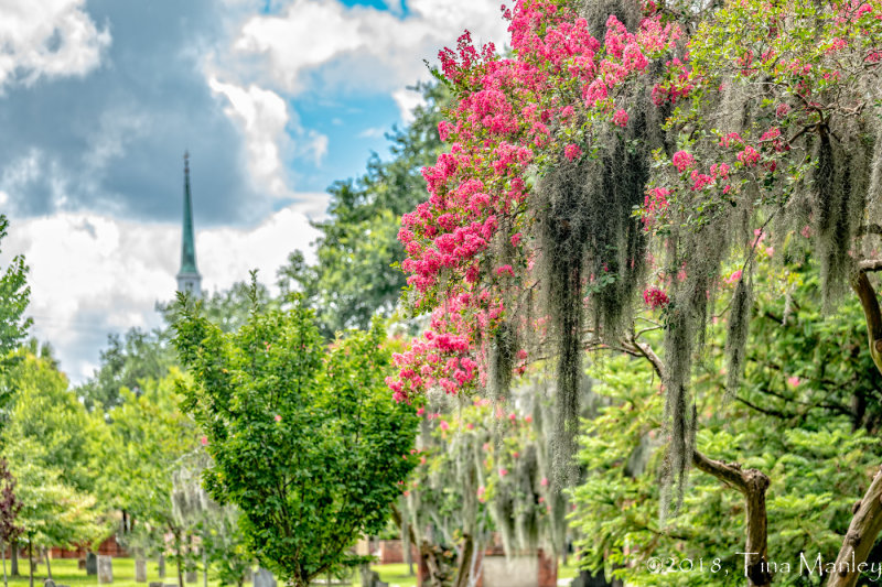 Cemetery, Church Steeple, Crepe Myrtle, Spanish Moss 