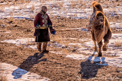 Mongolian Camel Herder