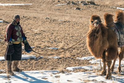 Camel Herder and Camel