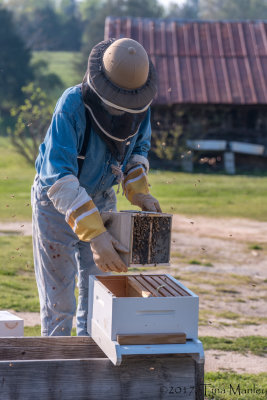 Dumping Bees in Second Hive