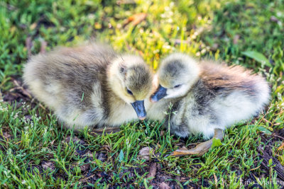 Goslings