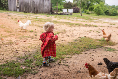 Red With Chickens