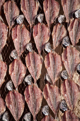 Drying Fish