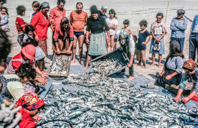 Sorting the Catch