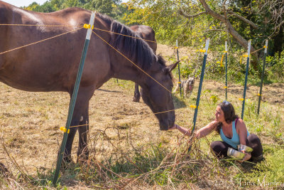 The Horse Whisperer