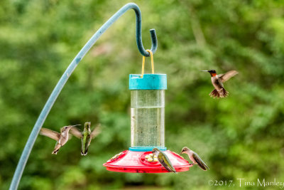 Focusing on the Hummers