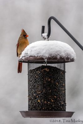 Cardinal with Snow