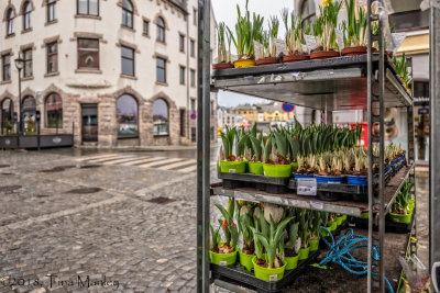 Spring in Alesund