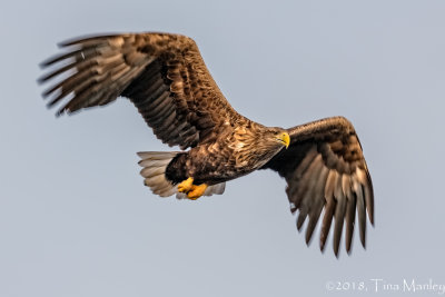 Sea Eagle, Hunting
