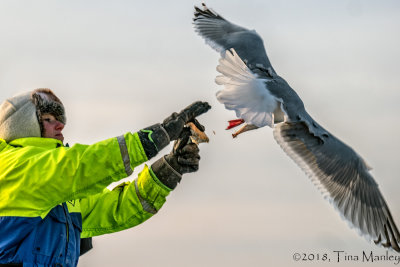 Feeding the Seagulls