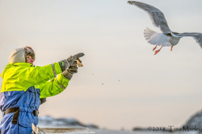 Feeding Another Seagull!
