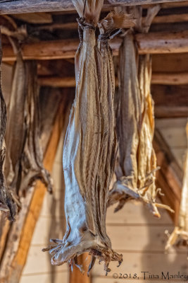 Drying Stockfish