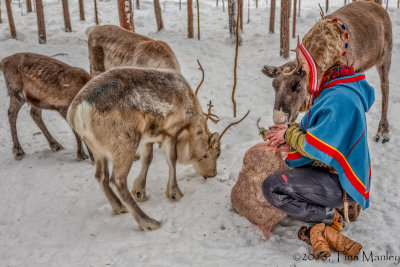 Anna, feeding her reindeer.