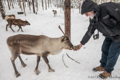 Tom Feeding the Reindeer