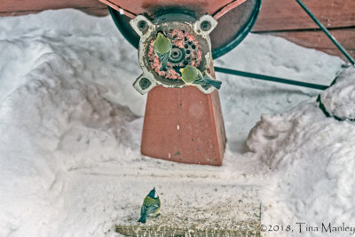 Cleaning the Dog Food Grinder