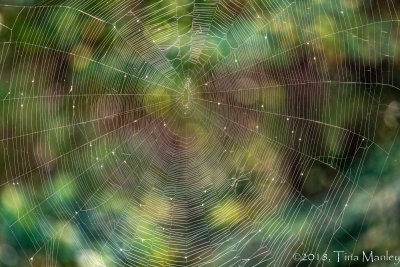 Hackberry Wooly Aphids in Spiderweb