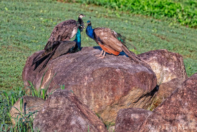 Peacocks on the Rocks