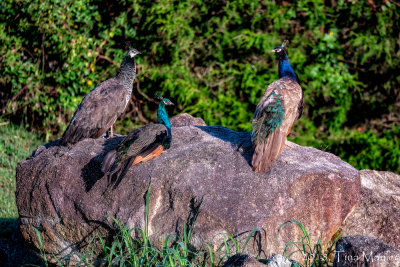 Peacocks on the Rocks, II