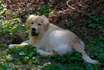 Big Mud Puppy