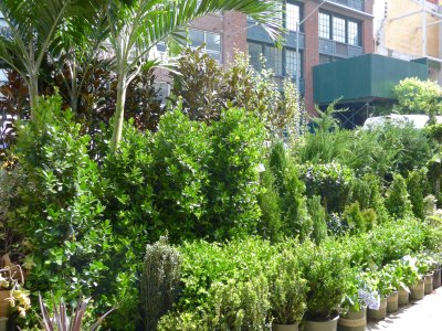 New York Flower District