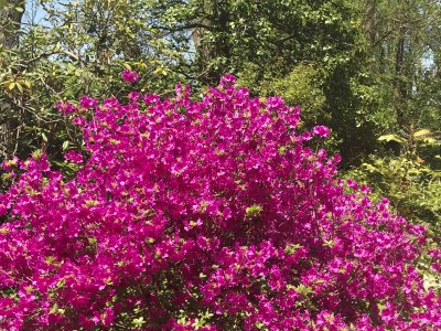 Ladew Topiary Gardens 