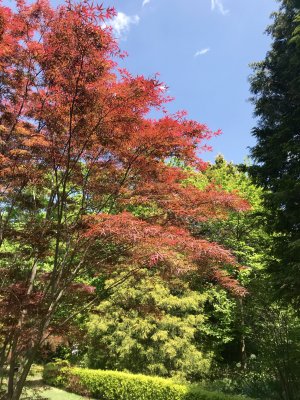 Ladew Gardens