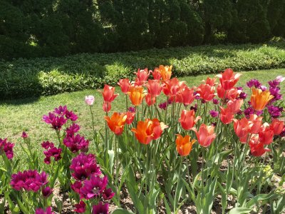 Ladew Topiary Gardens 