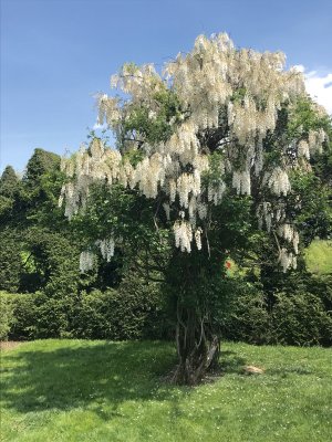 Ladew Topiary Gardens 
