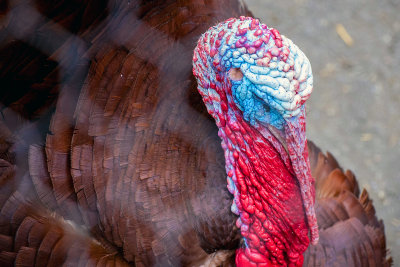 big gobbler