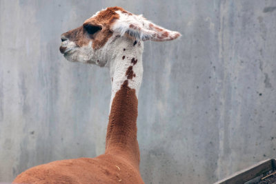 a day at the Bronx Zoo