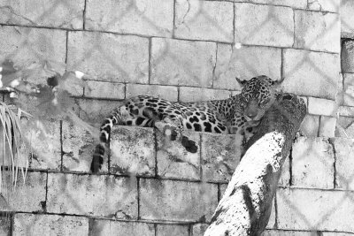 sleeping Jaguar