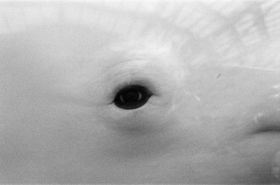 I'm watchin' you watchin' me watchin' you!