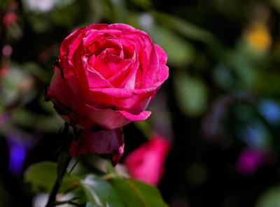 One rose does not make a summer....