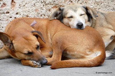 Dogs in Cuba
