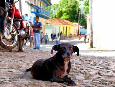 Dogs in Cuba 