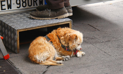 Benny,the faithful dog.