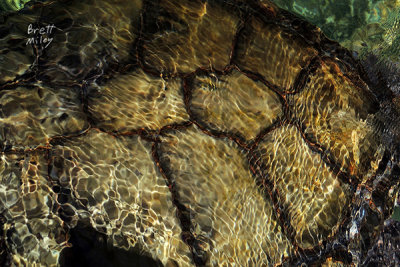 Sun Ripples original_turtlegr6005ed_Green Sea Turtle