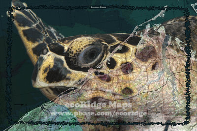 Sarasota Turtle