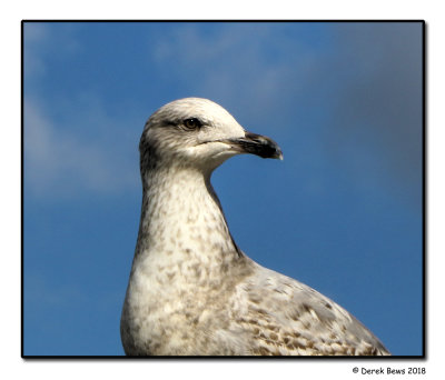 Please Don't Feed The Gulls!