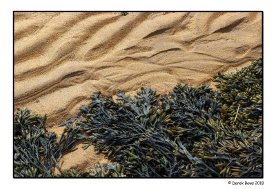Seaweed and Sand