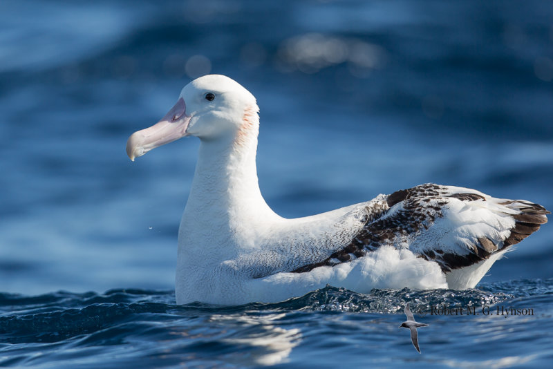 Wandering Albatross