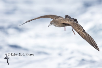 Wedge-tailed Shearwater