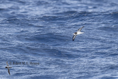 Gould's Petrel