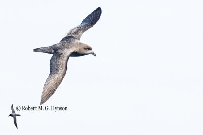 Solader's Petrel