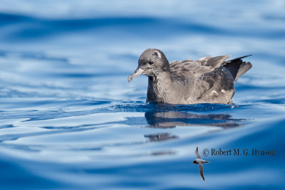 Short-tailed Shearwater