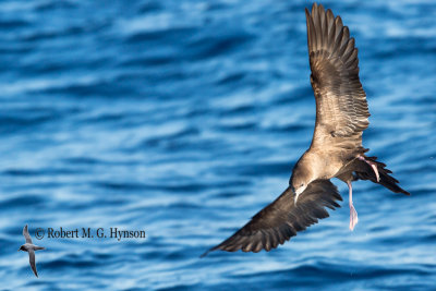 Wedge-tailed Shearwater