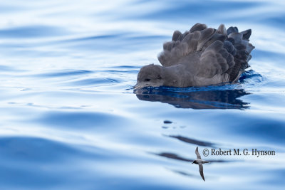 Wedge-tailed Shearwater