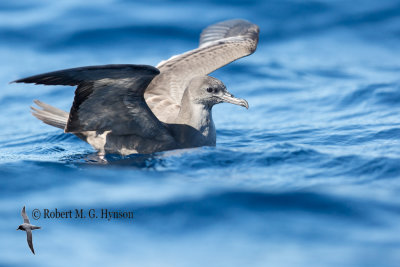 Wedge-tailed Shearwater