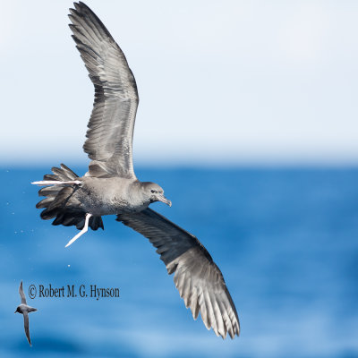 Wedge-tailed Shearwater